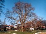 Památný strom Platan javorolistý (Platanus acerifolia), Bartošovice